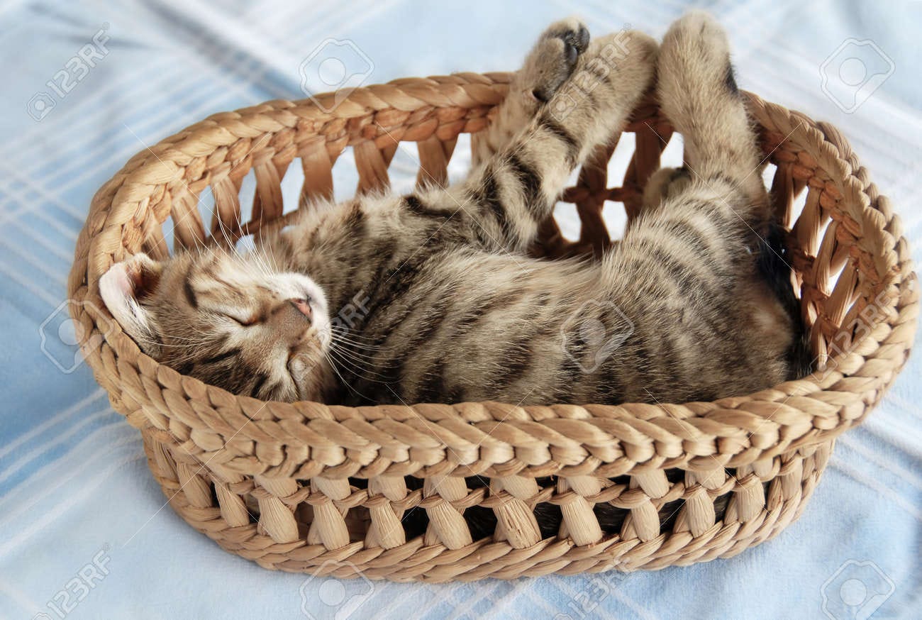 Adorable Baby Cat Sleeping In Basket Over Light Blue Background Stock  Photo, Picture and Royalty Free Image. Image 10333756.