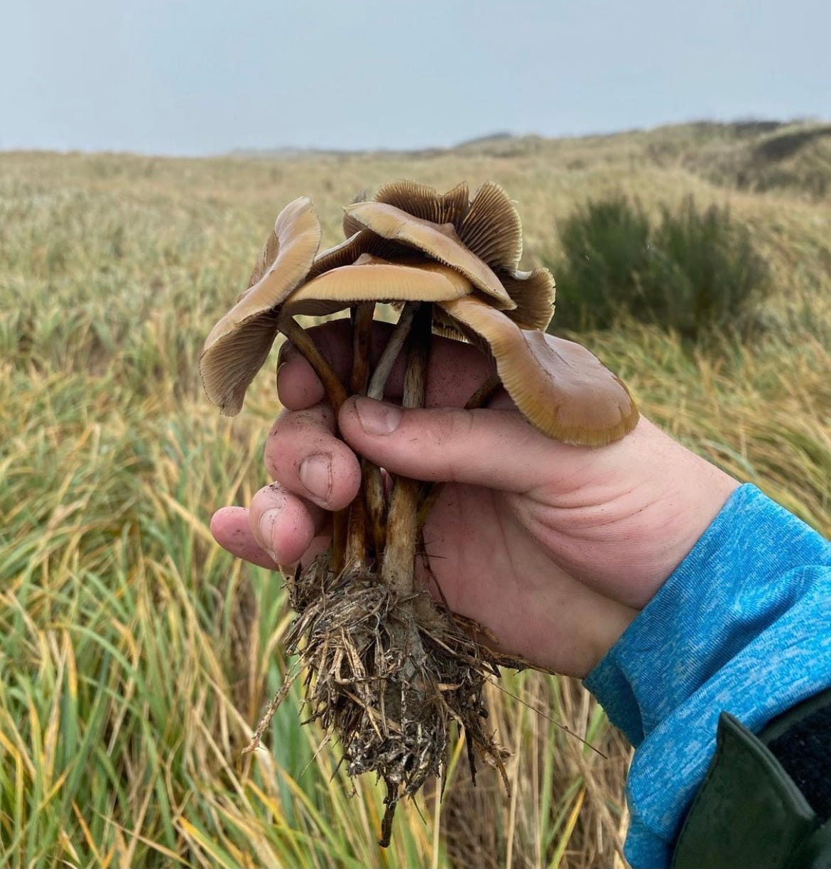 Is Psilocybe azurescens Really the World’s Strongest Magic Mushroom?