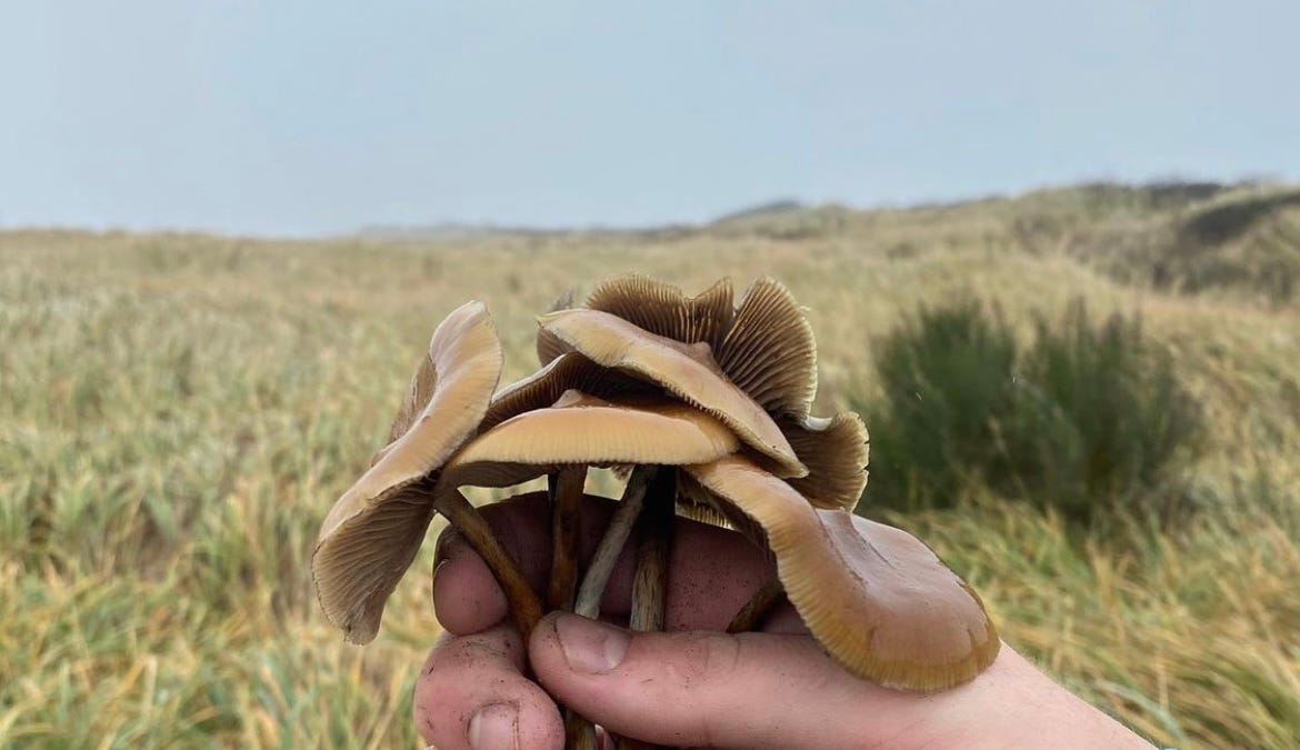 Is Psilocybe azurescens Really the World’s Strongest Magic Mushroom?