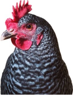 A headshot of a barred rock hen