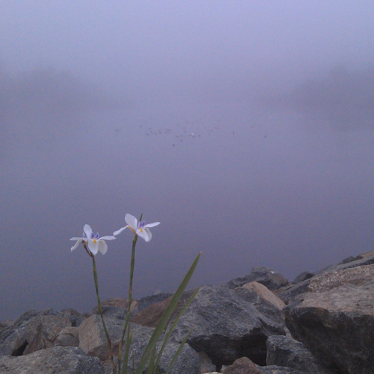 Grace in the Morning