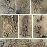 Anthropology.net