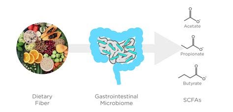 Short chain fatty acids in diseases of the gut, brain, and cancer Short chain fatty acids in diseases of the gut, brain, and cancer