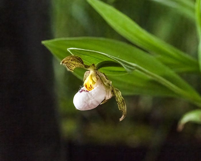 White Lady's Slipper - Photo: Diana Pierce