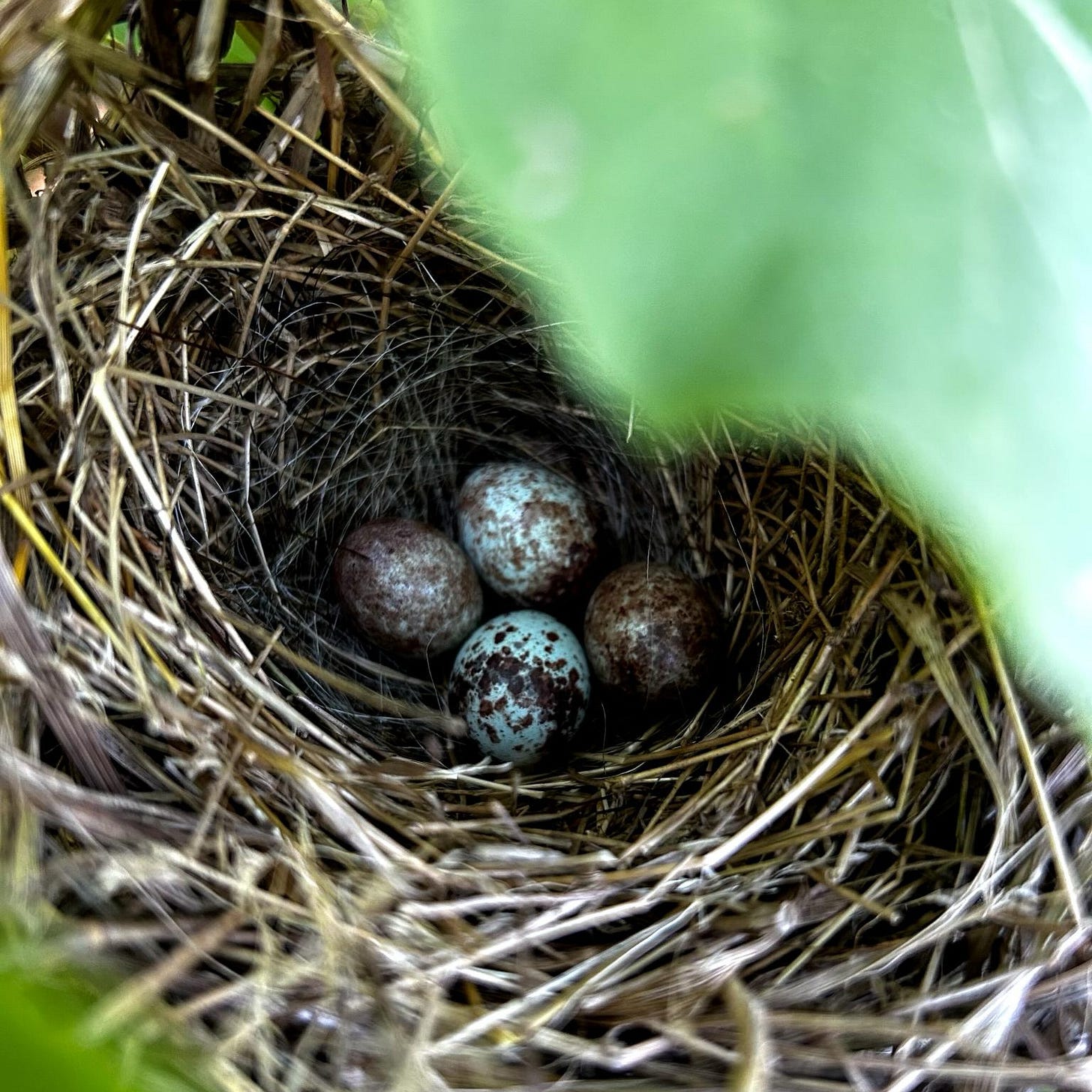 3 blue speckled sparrow eggs in a nest
