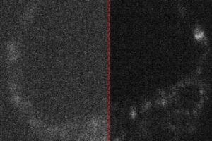 Image of a live mouse embryo with and without optimised capture.