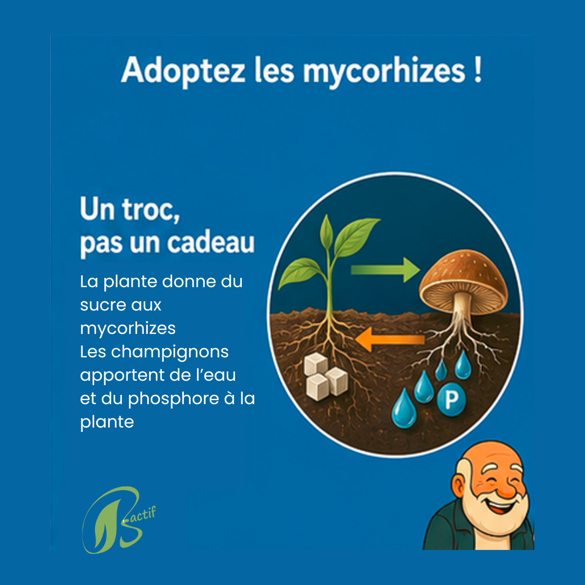 	Fonctionnement des mycorhizes et des racines