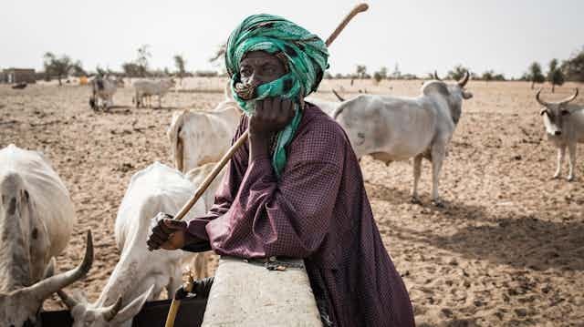 A man wearing a turban and carrying a stick leans on a watering trough, surrounded by cattle, in a dry landscape
