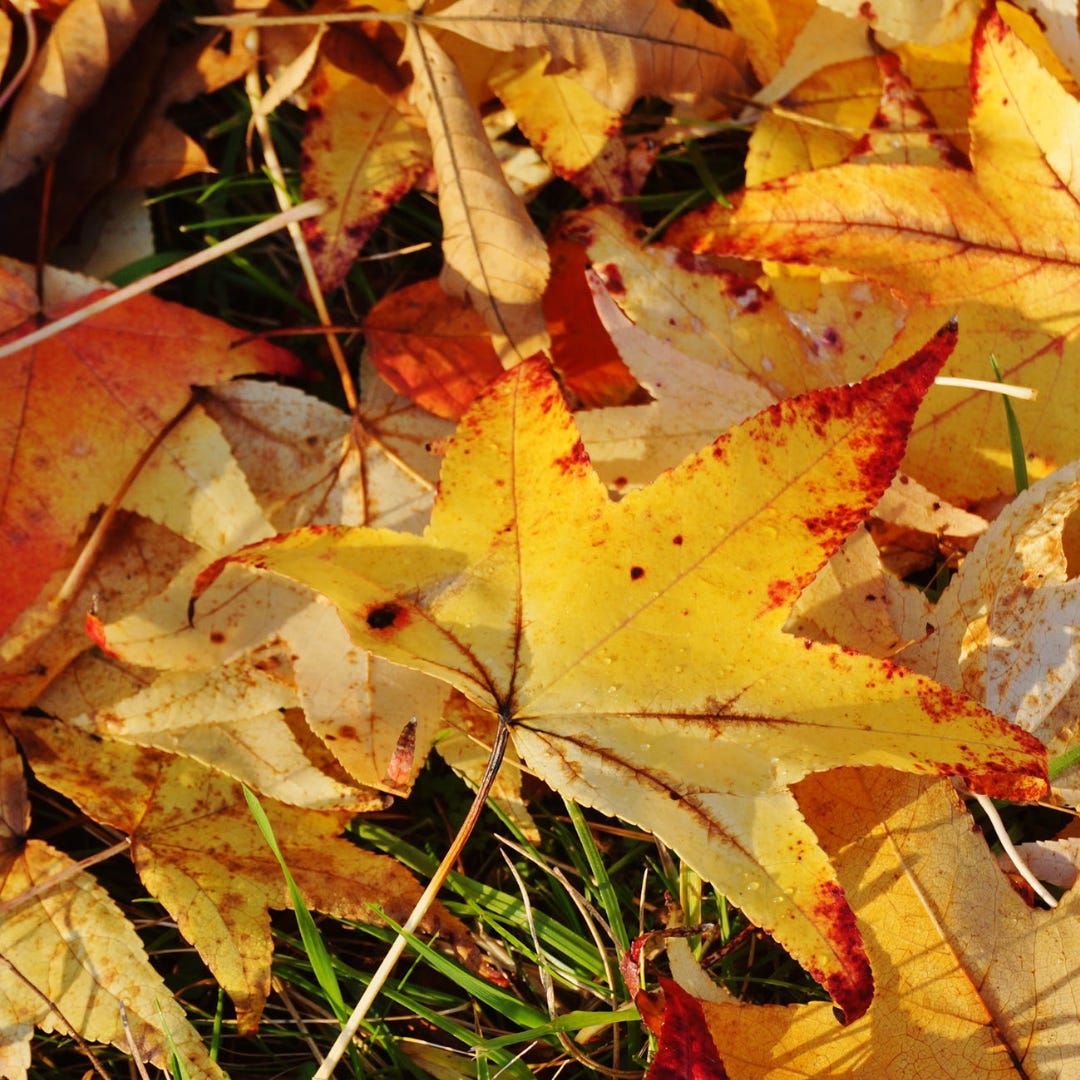 Colorful fall leaves on ground on East Coast
