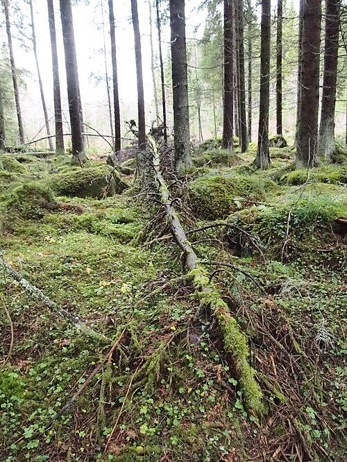 A fallen tree in a forest

AI-generated content may be incorrect.