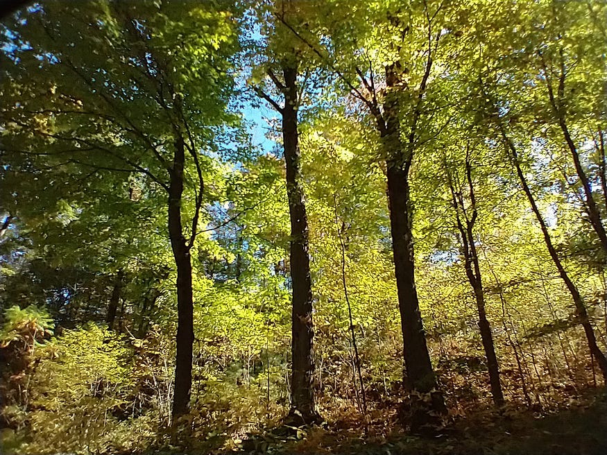 Three stout tree trunks hold up a canopy of golden leaves on a sunny fall day.