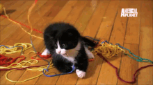 Cat Yarn GIFs | Tenor
