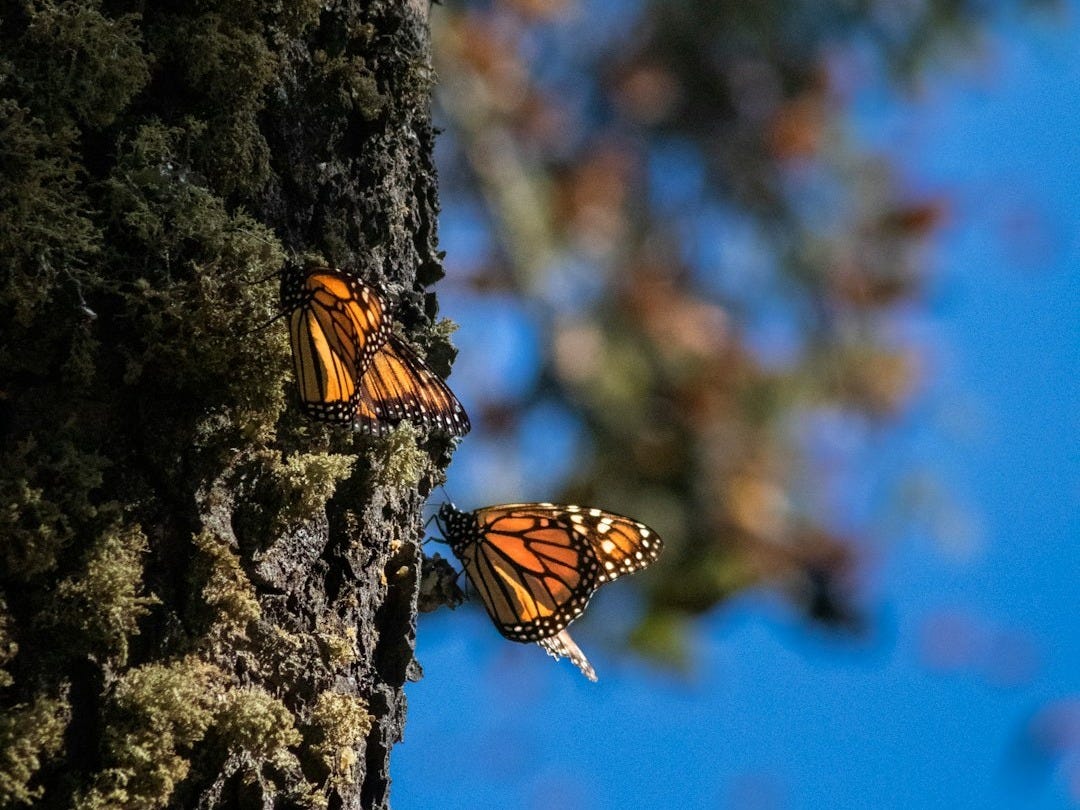 a couple of butterflies that are on a tree a couple of butterflies that are on a tree