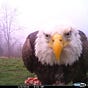 Avian Patriot's avatar