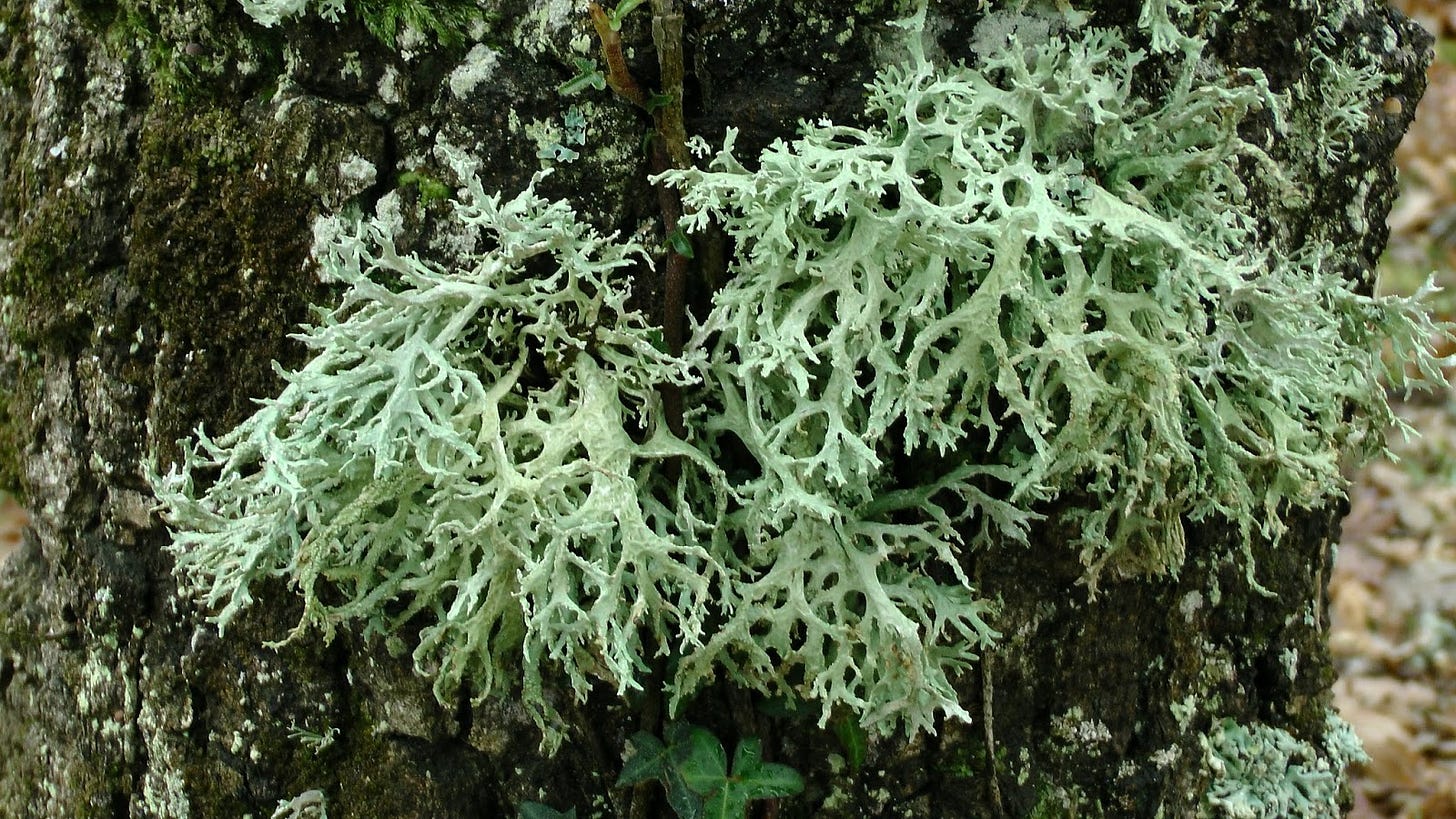 Benefits of Natural Oakmoss Extracts and Pure Oakmoss Absolutes