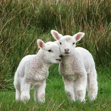 Sandra Dolores Gómez Amador