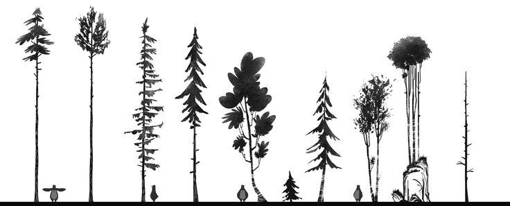 This may contain: black and white photograph of tall trees with leaves This may contain: black and white photograph of tall trees with leaves