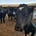 Less Hat, More Cattle
