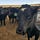 Less Hat, More Cattle