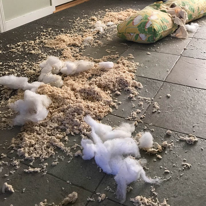 Diptych: Torn pillow with stuffing all over the floor on the left; On the right, the dogs who did the mischief running around