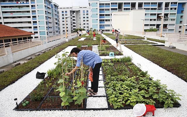Residents tending vegetable crops on a rooftop community garden in Yishun, Singapore Residents tending vegetable crops on a rooftop community garden in Yishun, Singapore