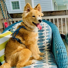 Contrarian Pet of the Week