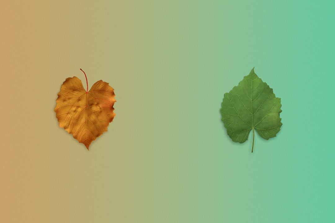 a couple of leaves sitting next to each other a couple of leaves sitting next to each other