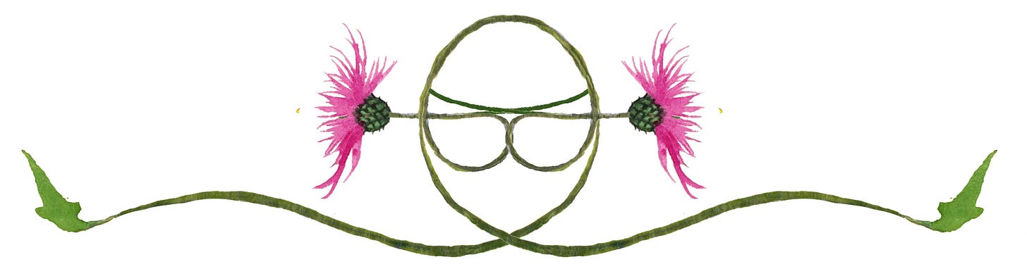 A decorative border featuring a knapweed flower