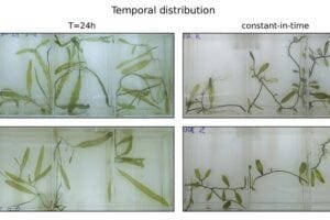 Can you tell which plants experienced a constant level of low light, and which cycled through the normal day-night routine?