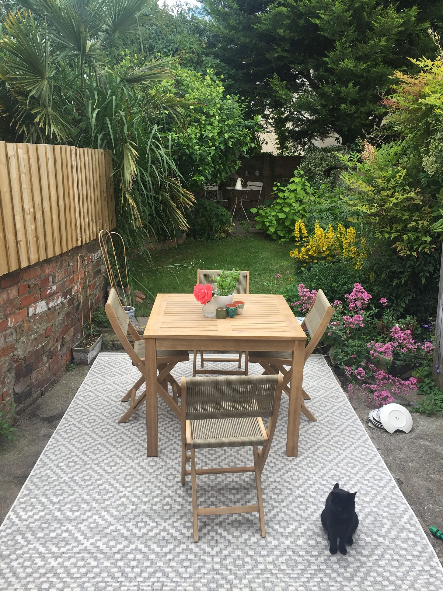 photo of cat in garden 