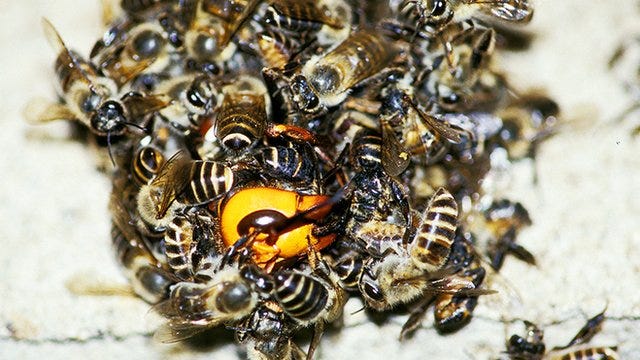 Bees in a bee ball swarm around a hornet, cooking it alive.