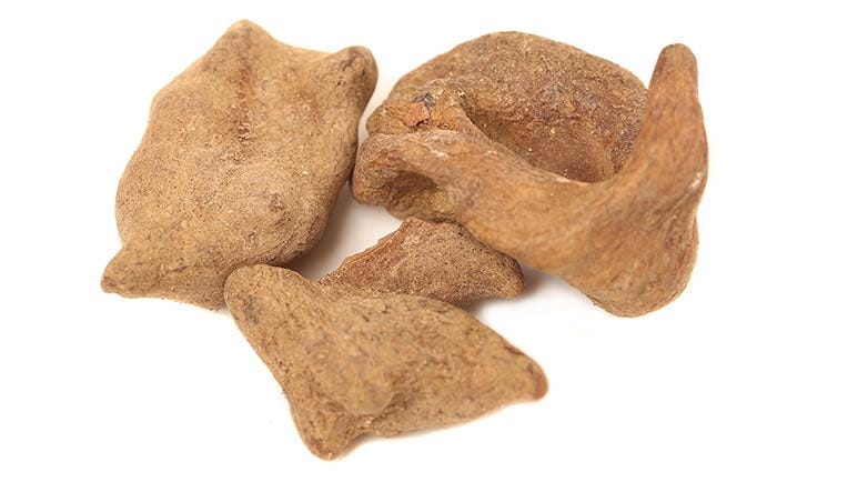 galla chinensis may help fight tooth decay