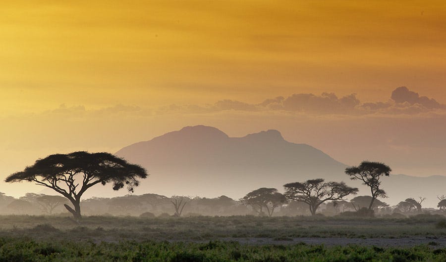 Americans Make Their Homes Feel Like the African Savannah Where Humans  First Evolved | Inside Science