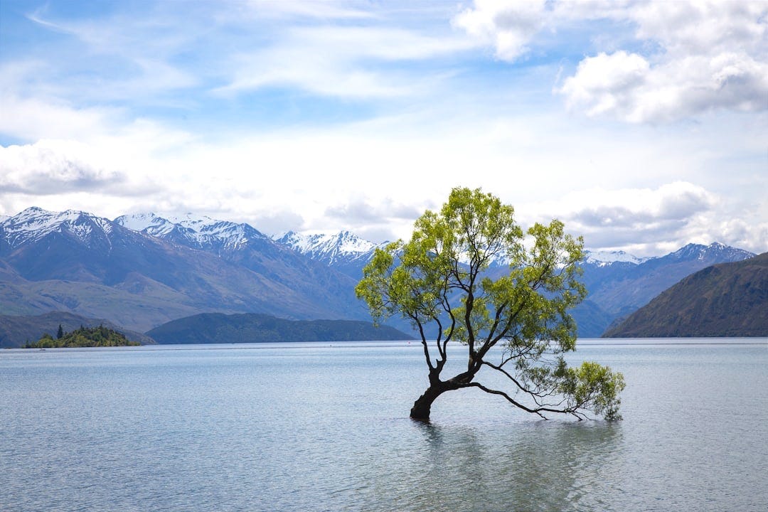 tree on body of water tree on body of water