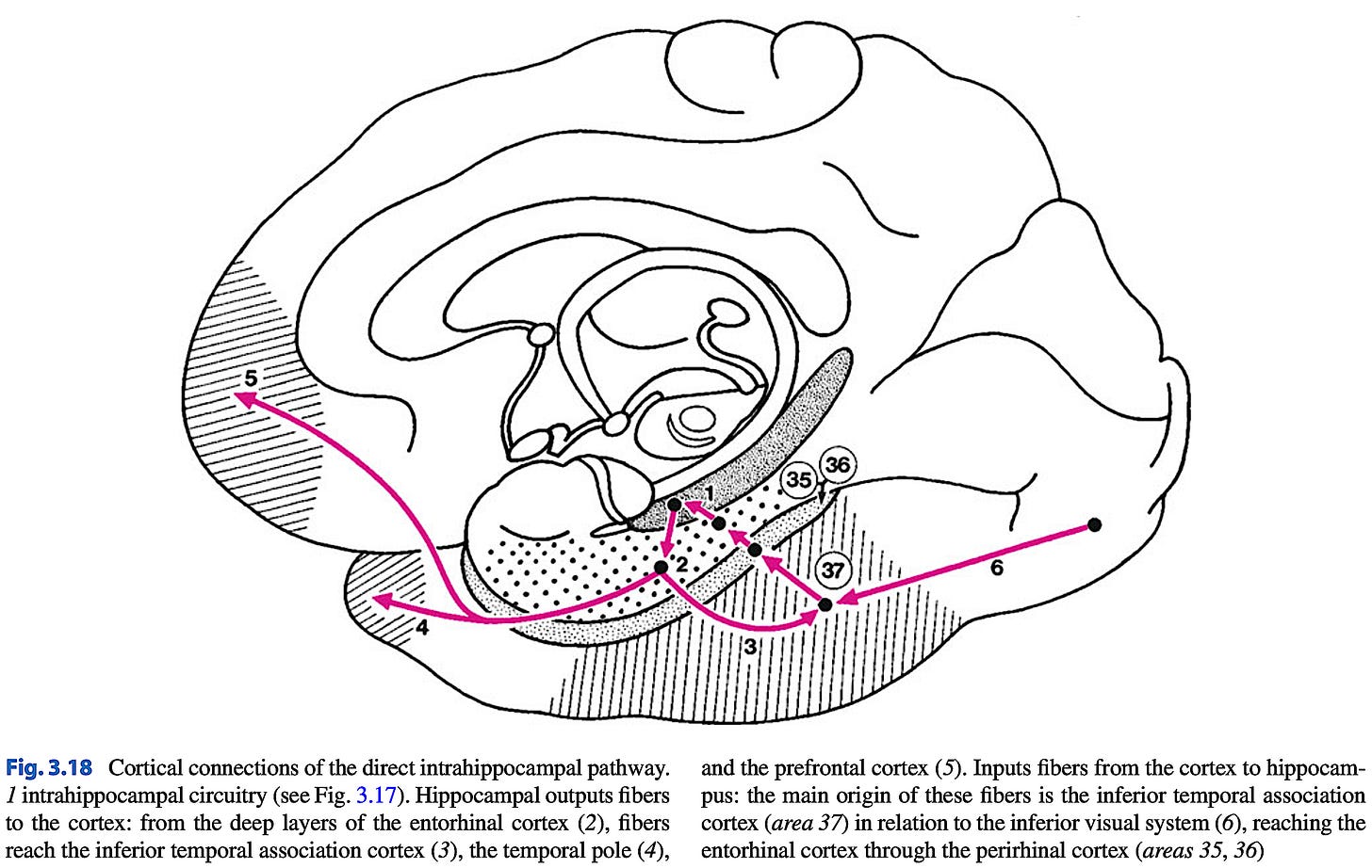 Adapted from Duvernoy et al., (2013) - schematic of a sagittal view of the brain showing connections between the hippocampus (1) and entorhinal cortex (2). Adapted from Duvernoy et al., (2013) - schematic of a sagittal view of the brain showing connections between the hippocampus (1) and entorhinal cortex (2).