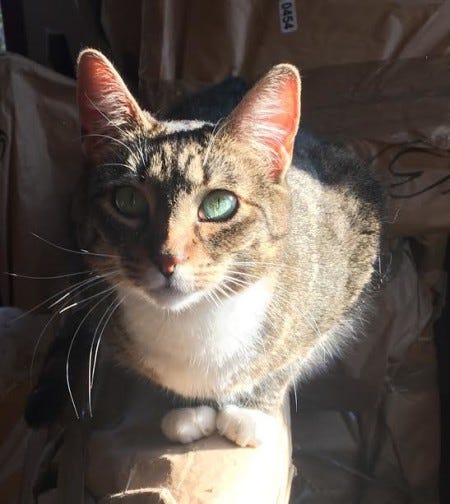 harlowe in sunlight harlowe in sunlight