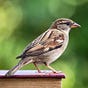 The Paper Sparrow's avatar