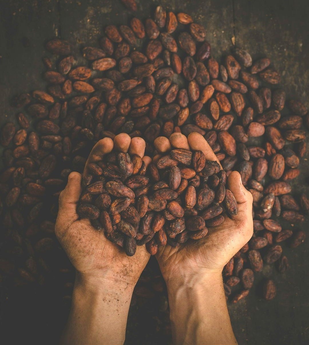 person holding dried beans