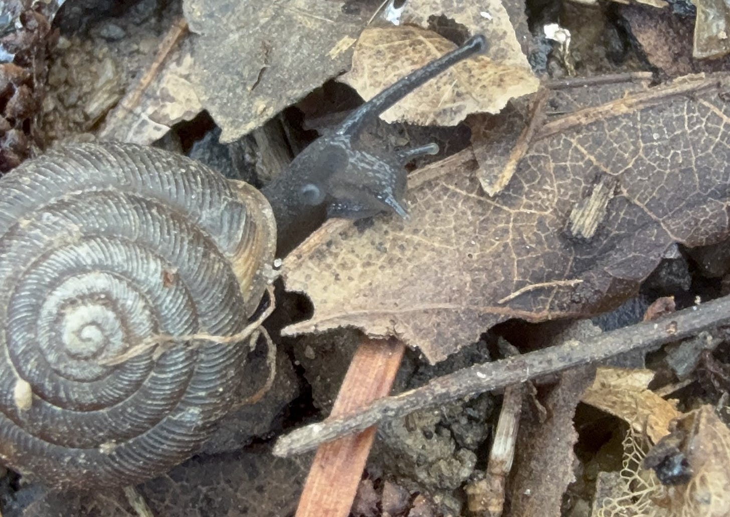 Snail Snail