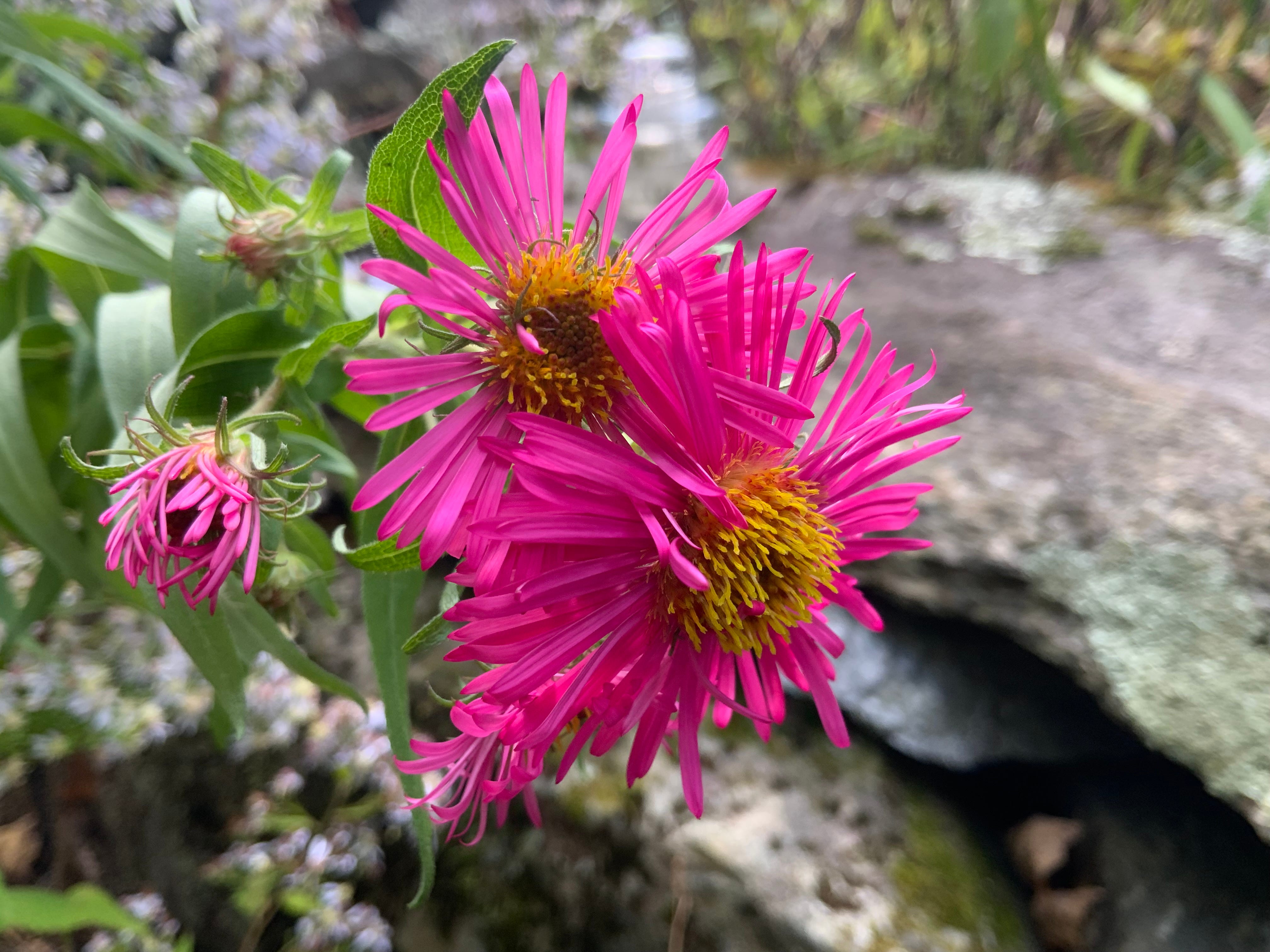 Asters or Michaelmas Daisies - by Jeffrey Farrell