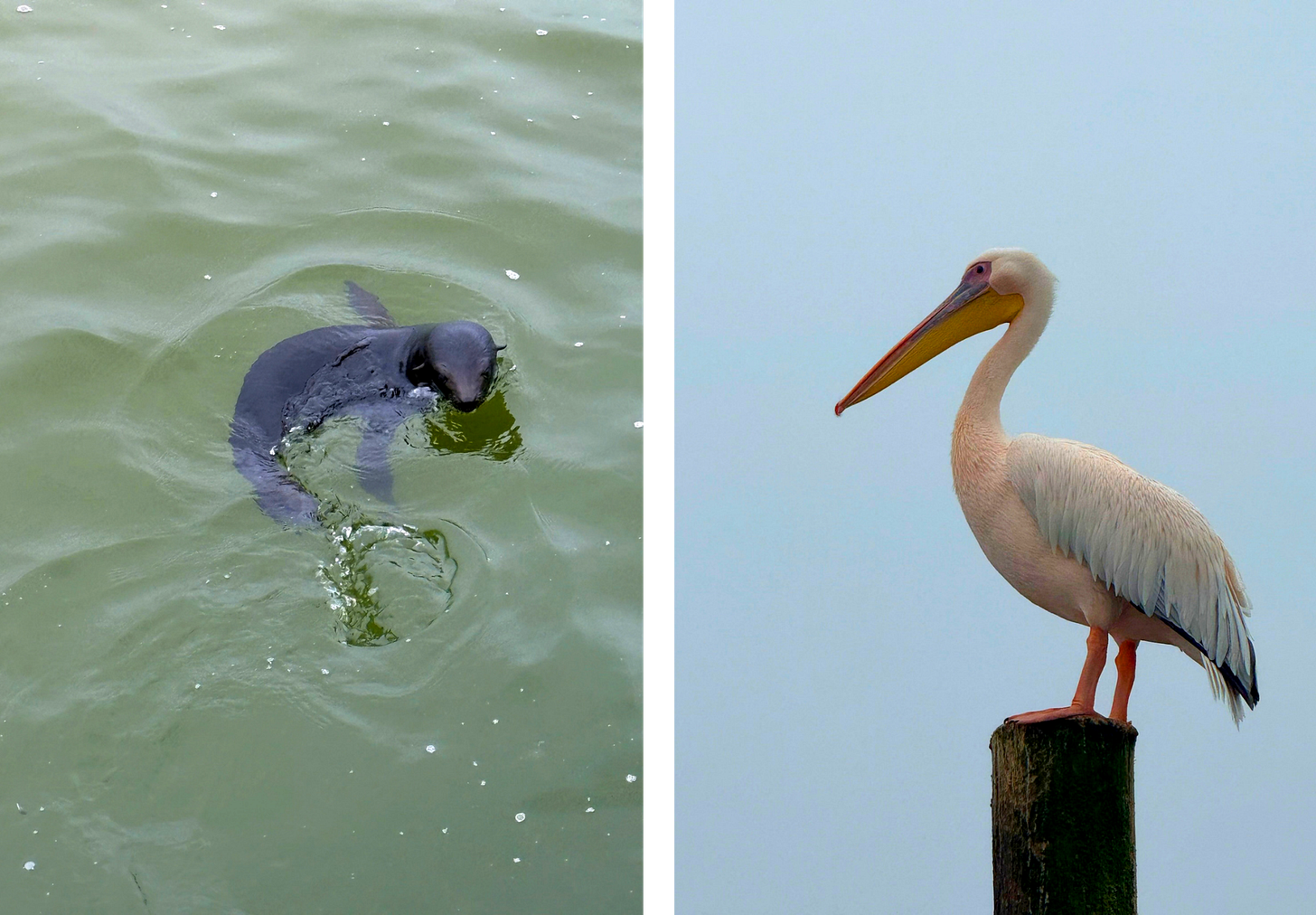 Seal and pelican namibia