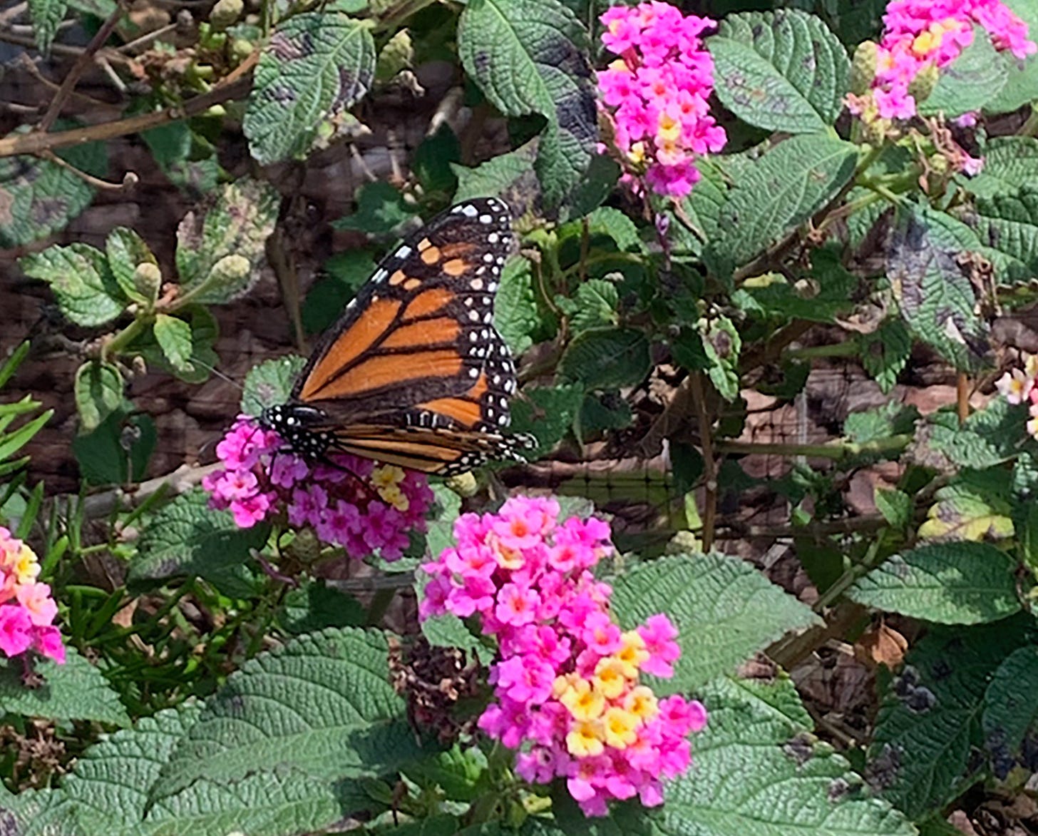 A Monarch butterfly on pink flowers