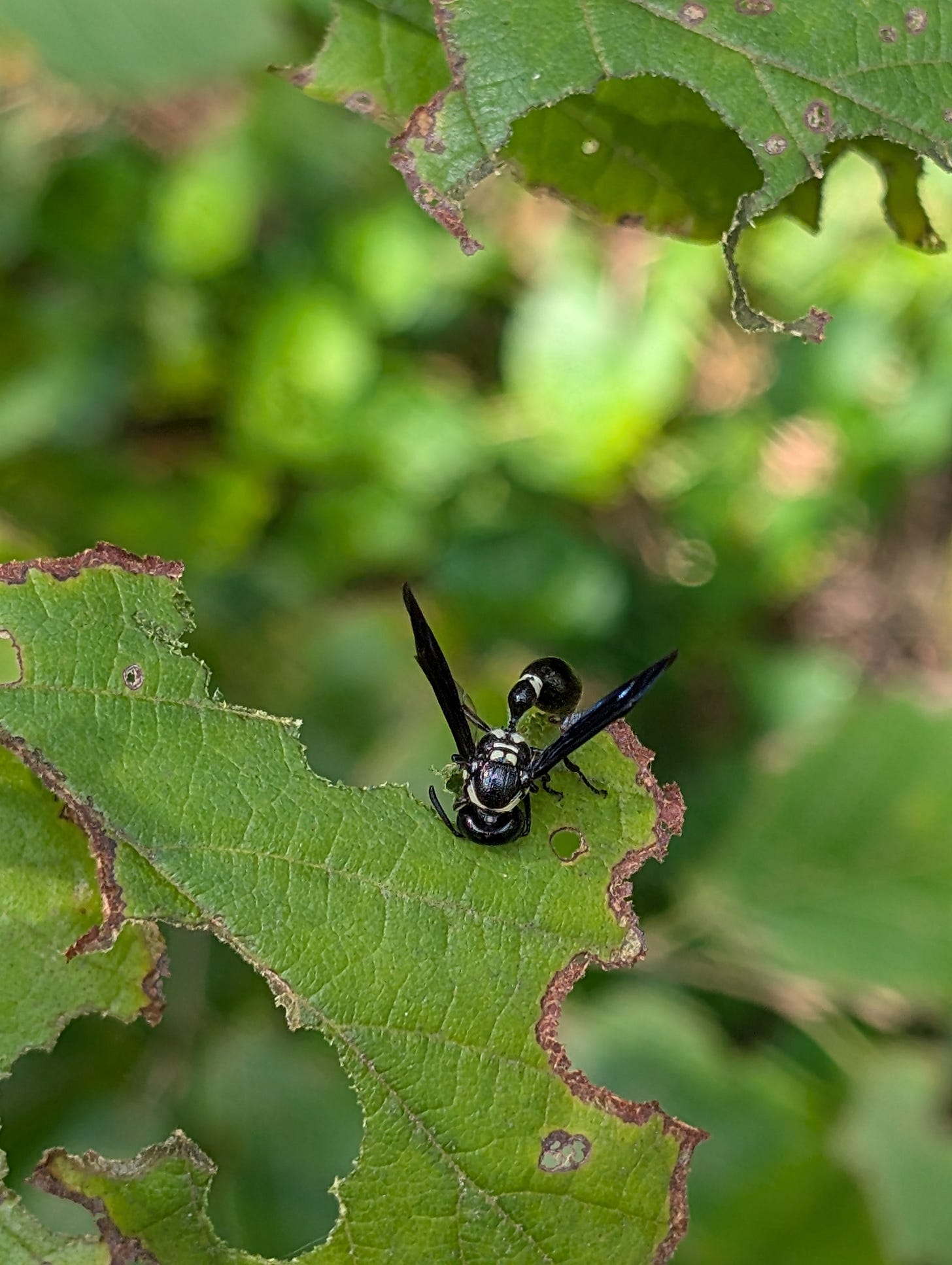 Zethus spinipes wasp, face first in a chewed up leaf. The wasp is black with white markings.
