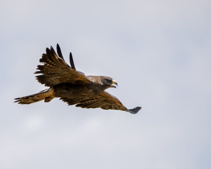 20260810-Marana-98-Edit.jpg 20260810-Marana-98-Edit.jpg