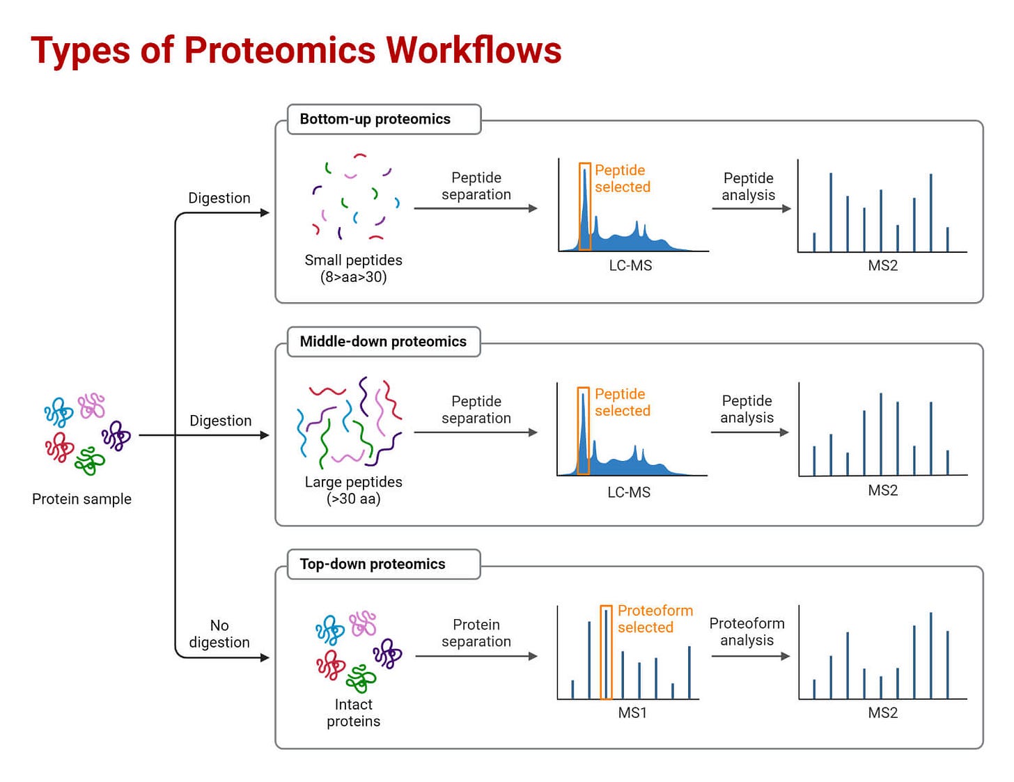 Proteomics: Types, Methods, Steps, Applications