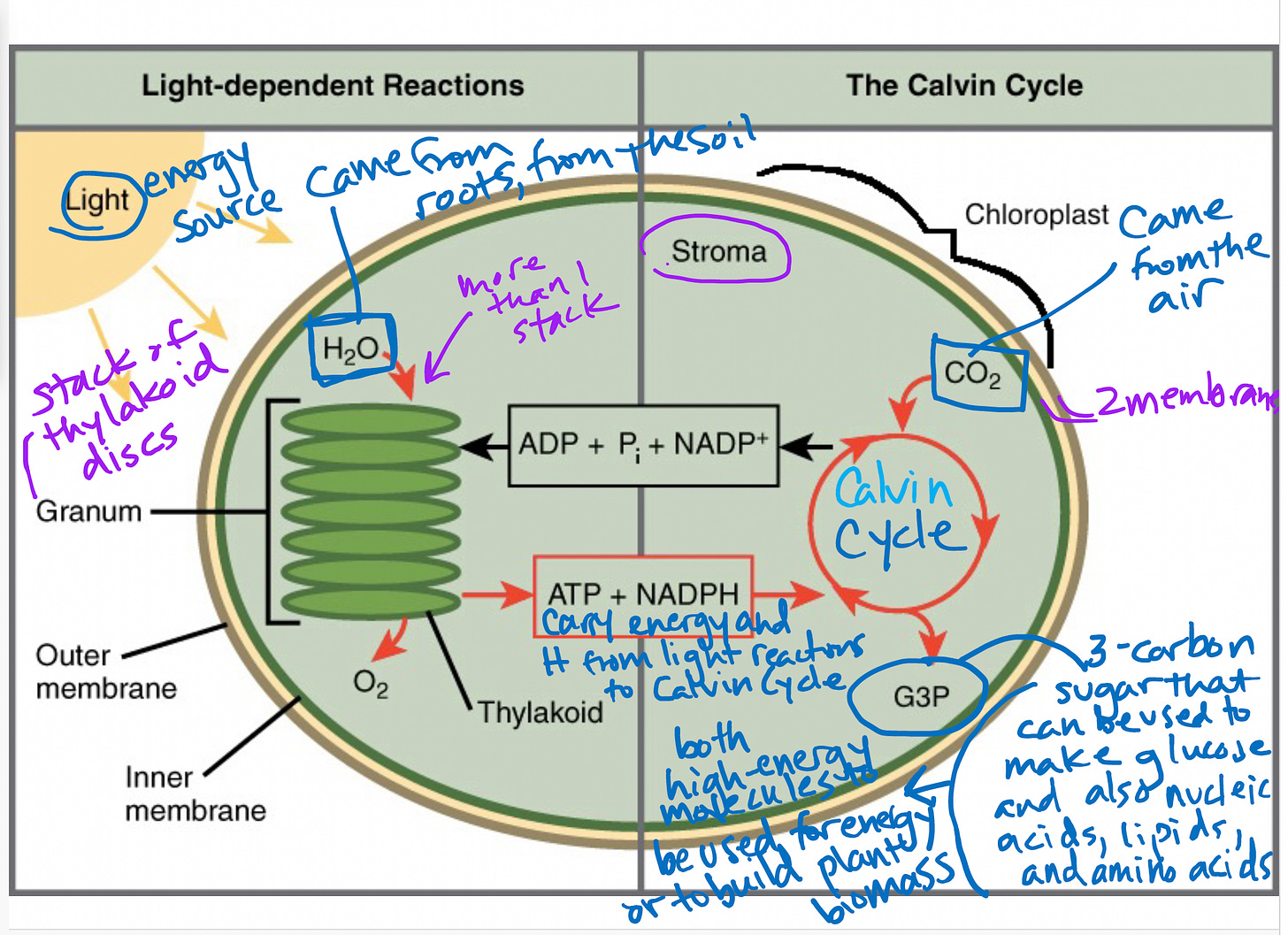 Screenshot of a slide about photosynthesis with hand-written notes included all over the slide Screenshot of a slide about photosynthesis with hand-written notes included all over the slide