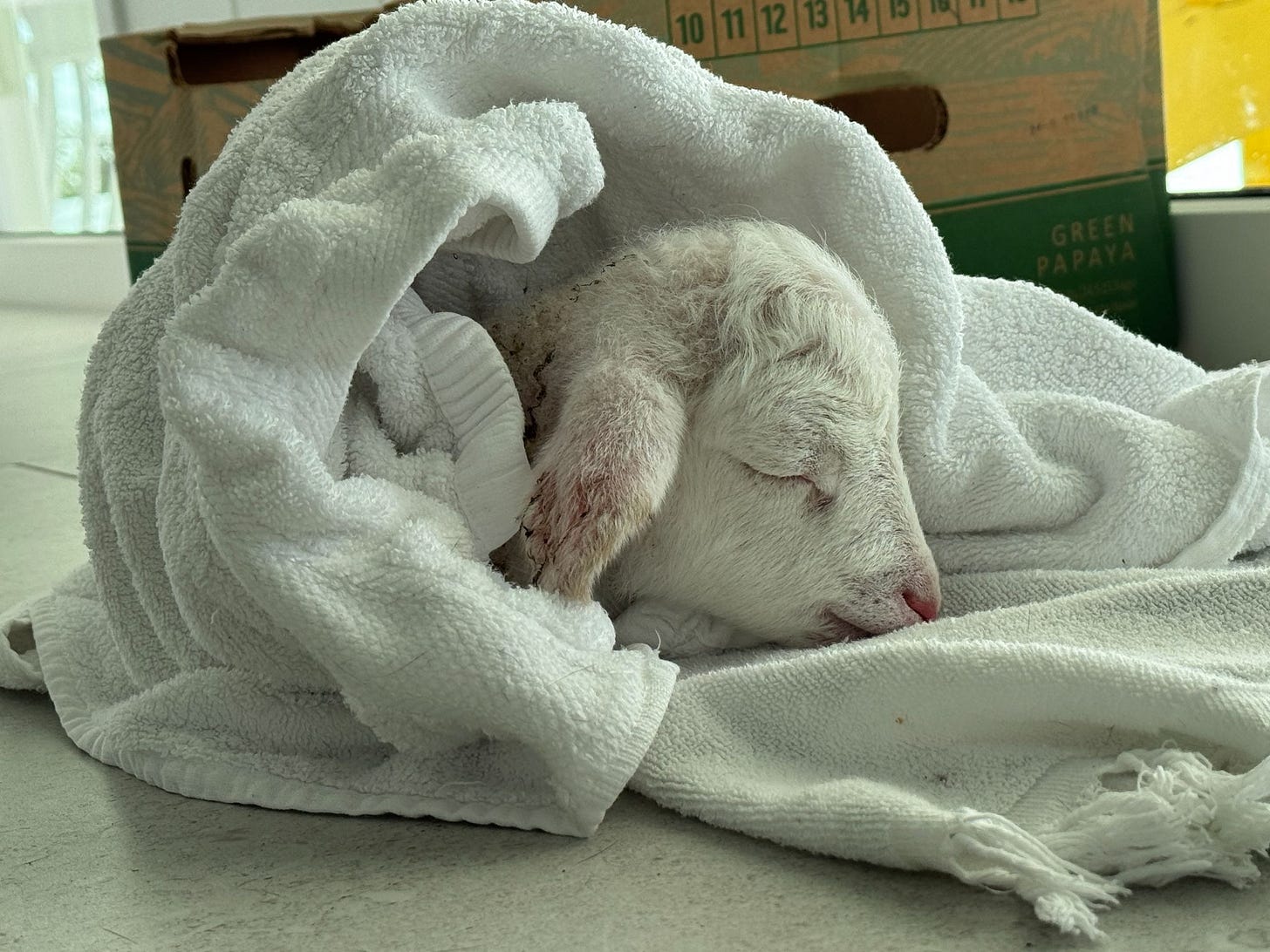 Baby Lamb Rescue