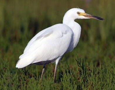 Snowy Egret Identification, All About Birds, Cornell Lab of Ornithology Snowy Egret Identification, All About Birds, Cornell Lab of Ornithology