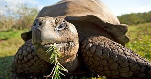Giant Tortoises: Facts and Conservation ...