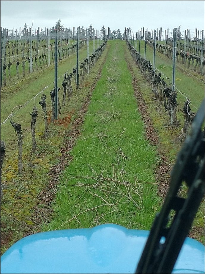 Grassed rows of Tall Fescue before flailing.
